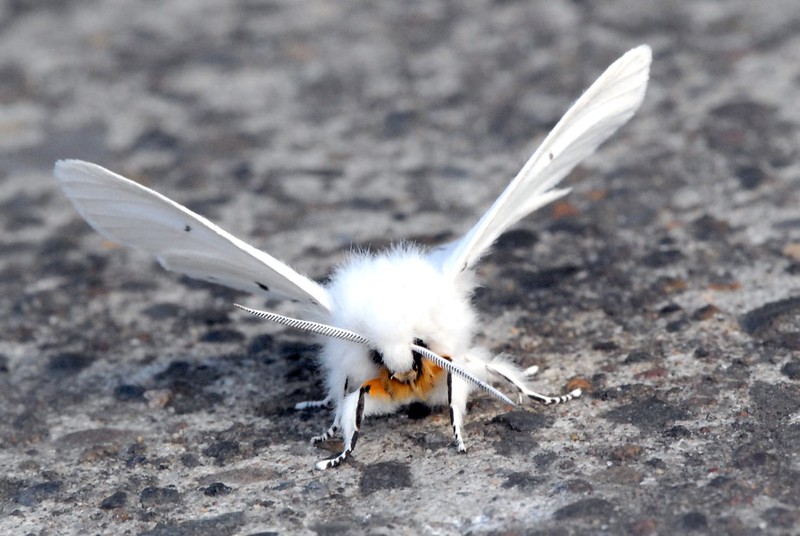 Image of a ermine moth, a fuzzy white and black spotted moth with a bright orange underbelly.